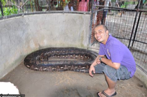 Prony: Largest captive Python in the Philippines.